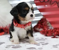 AKC Blaine- Genetically Clear, a male Cavalier King Charles Spaniel for sale in Green Forest, AR – Photo 5 of 10