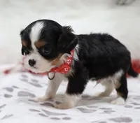 AKC Blaine- Genetically Clear, a male Cavalier King Charles Spaniel for sale in Green Forest, AR – Photo 1 of 10