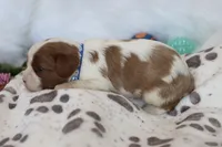 💙 AKC Alan 💙, a male Cavalier King Charles Spaniel for sale in Green Forest, AR – 2 of 4