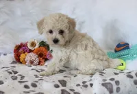 💚 AKC Noah 💚, a male Poodle - Miniature  for sale in Green Forest, AR – 8 of 10
