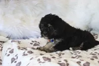 💙 AKC Zion 💙, a male Poodle - Miniature  for sale in Green Forest, AR – 7 of 9