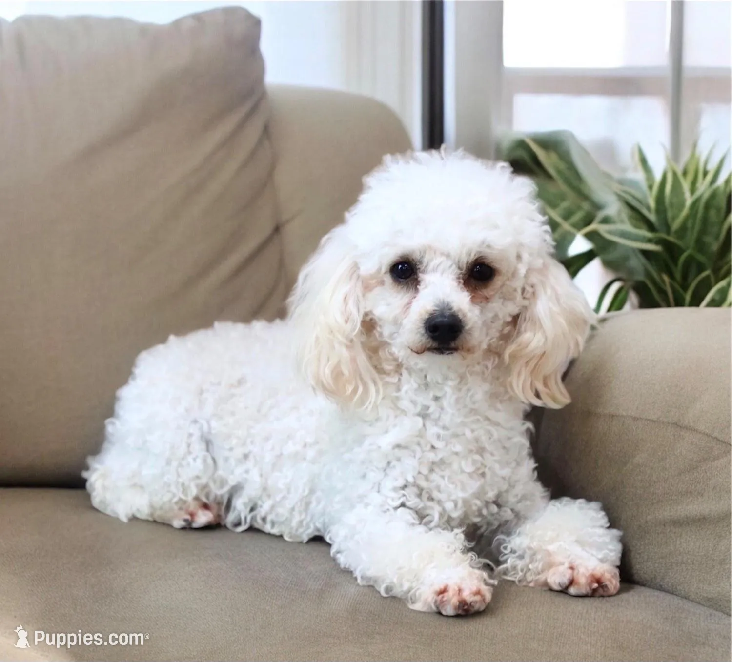 Coming soon , a  Cavapoo for sale in Green Forest, AR – 4 of 7