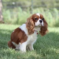 AKC Champ 👑 Champion Lines, a male Cavalier King Charles Spaniel for sale in Green Forest, AR – Photo 10 of 10
