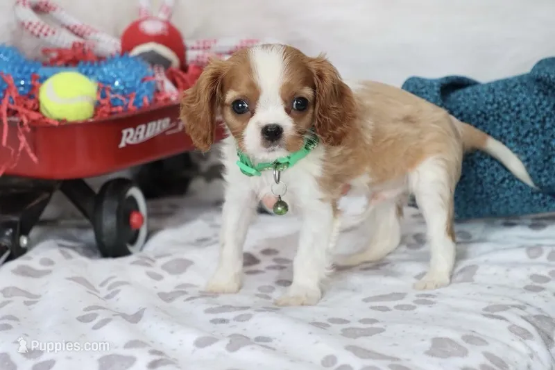 AKC Champ 👑 Champion Lines – Cavalier King Charles Spaniel puppy for sale in Green Forest, AR