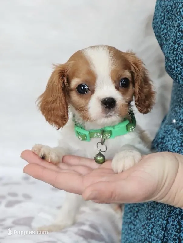 AKC Champ 👑 Champion Lines