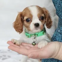 AKC Champ 👑 Champion Lines, a male Cavalier King Charles Spaniel for sale in Green Forest, AR – Photo 3 of 10