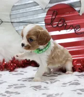 processed/ca0ad2c8-8791-42fa-9cce-5c963e16f4ea/listing/a71912ed-9730-4c36-a1bf-37ae2d9ebc3a/35634f12-ec03-47c9-bf18-fd05153feaa4