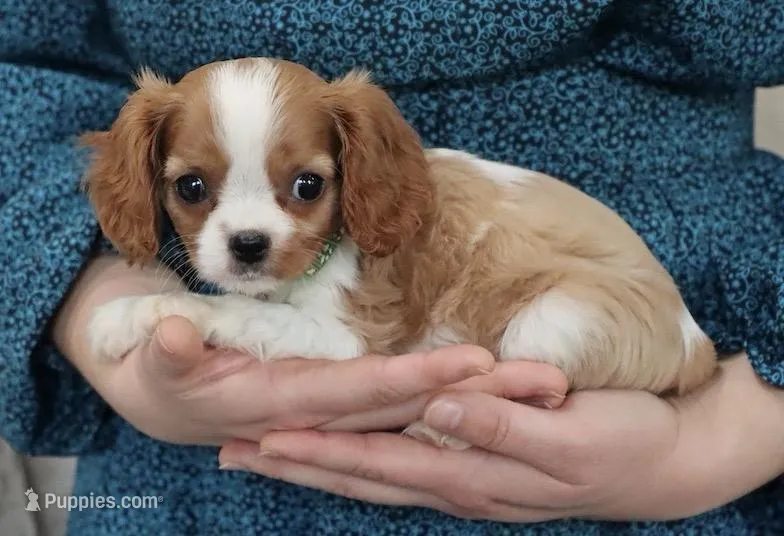 AKC Champ 👑 Champion Lines – Cavalier King Charles Spaniel puppy for sale in Green Forest, AR