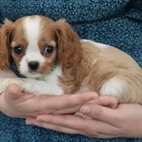 AKC Champ 👑 Champion Lines, a male Cavalier King Charles Spaniel for sale in Green Forest, AR – Photo 6 of 10