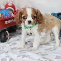 AKC Champ 👑 Champion Lines, a male Cavalier King Charles Spaniel for sale in Green Forest, AR – Photo 8 of 10