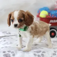 AKC Champ 👑 Champion Lines, a male Cavalier King Charles Spaniel for sale in Green Forest, AR – Photo 4 of 10