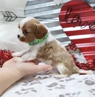 processed/ca0ad2c8-8791-42fa-9cce-5c963e16f4ea/listing/a71912ed-9730-4c36-a1bf-37ae2d9ebc3a/712a1de4-6ce8-4976-9264-178fd5493680