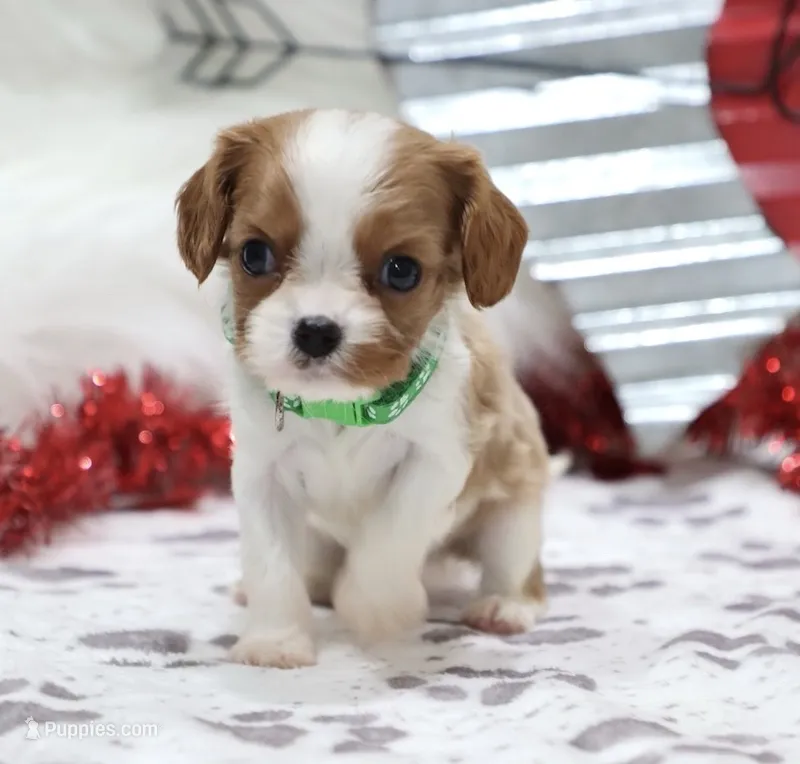 AKC Champ 👑 Champion Lines