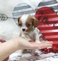 processed/ca0ad2c8-8791-42fa-9cce-5c963e16f4ea/listing/a71912ed-9730-4c36-a1bf-37ae2d9ebc3a/d8fb0716-ec06-4fb4-9d63-cccff474ec38