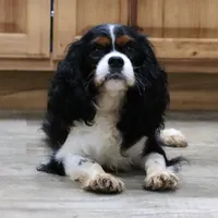 AKC Champ 👑 Champion Lines, a male Cavalier King Charles Spaniel for sale in Green Forest, AR – Photo 9 of 10