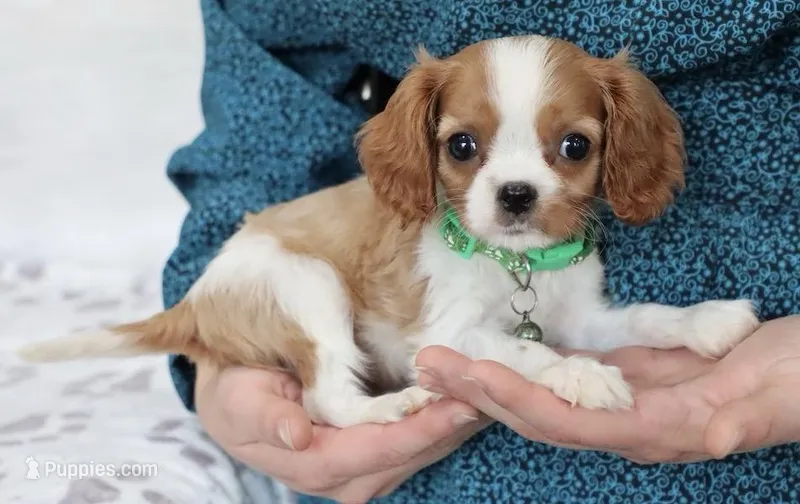 AKC Champ 👑 Champion Lines