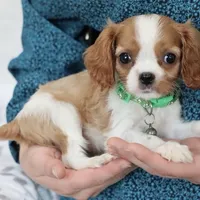AKC Champ 👑 Champion Lines, a male Cavalier King Charles Spaniel for sale in Green Forest, AR – Photo 2 of 10