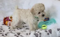 💚 AKC Noah 💚, a male Poodle - Miniature  for sale in Green Forest, AR – 4 of 10