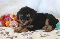 ❤️AKC Canaan❤️, a male Poodle - Miniature  for sale in Green Forest, AR – 2 of 9