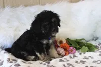 💙 AKC Zion 💙, a male Poodle - Miniature  for sale in Green Forest, AR – 3 of 9