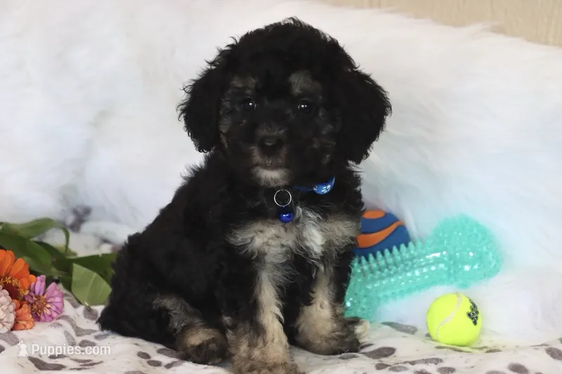 💙 AKC Zion 💙 – Poodle - Miniature  puppy on hold in Green Forest, AR