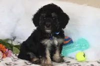 💙 AKC Zion 💙, a male Poodle - Miniature  for sale in Green Forest, AR – 1 of 9