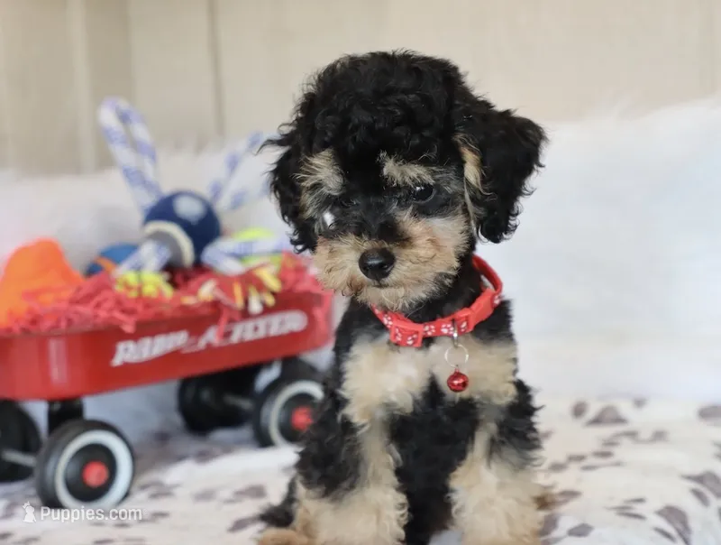 ❤️AKC Canaan❤️ – Poodle - Miniature  puppy for sale in Green Forest, AR