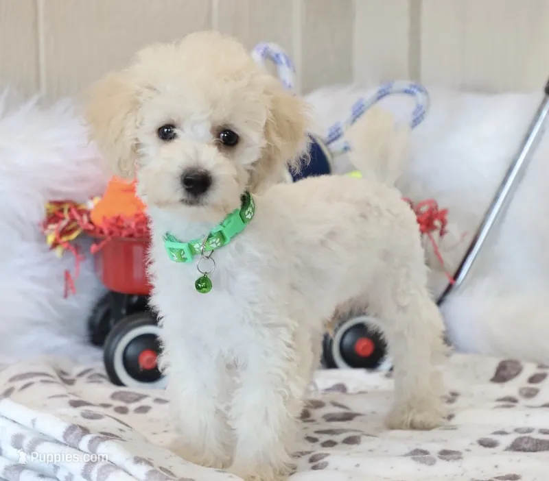 💚 AKC Noah 💚 – Poodle - Miniature  puppy for sale in Green Forest, AR