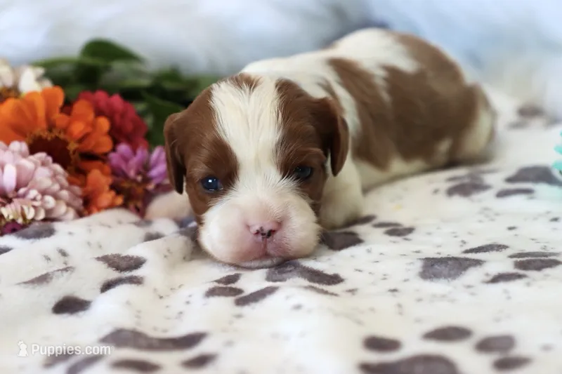 💙 AKC Alan 💙 – Cavalier King Charles Spaniel puppy for sale in Green Forest, AR