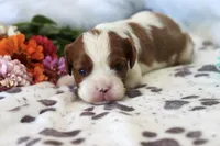 💙 AKC Alan 💙, a male Cavalier King Charles Spaniel for sale in Green Forest, AR – 3 of 4