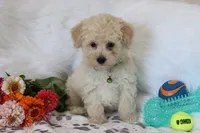 💚 AKC Noah 💚, a male Poodle - Miniature  for sale in Green Forest, AR – 3 of 10