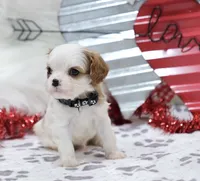 AKC Charlie- Champion Lines, a male Cavalier King Charles Spaniel for sale in Green Forest, AR – Photo 6 of 10