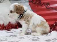 AKC Charlie- Champion Lines, a male Cavalier King Charles Spaniel for sale in Green Forest, AR – Photo 4 of 10