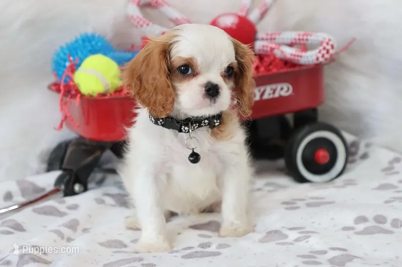 AKC Charlie- Champion Lines – Cavalier King Charles Spaniel puppy for sale in Green Forest, AR