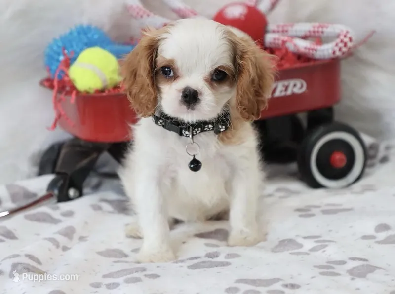 AKC Charlie- Champion Lines