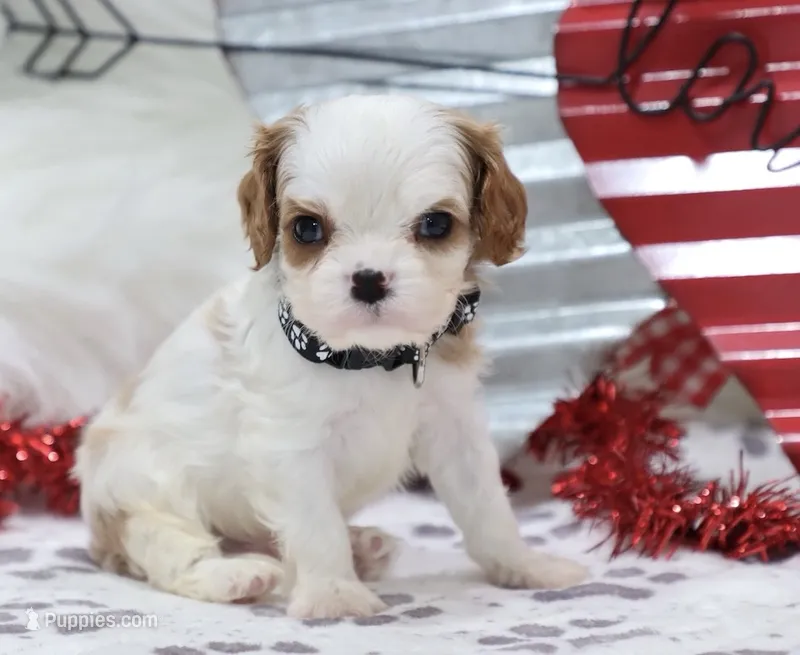 AKC Charlie- Champion Lines