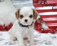 AKC Charlie- Champion Lines, a male Cavalier King Charles Spaniel for sale in Green Forest, AR – Photo 7 of 10