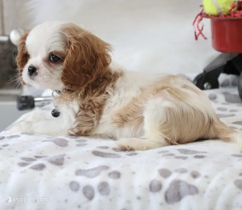 AKC Charlie- Champion Lines