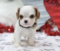 AKC Charlie- Champion Lines, a male Cavalier King Charles Spaniel for sale in Green Forest, AR – Photo 2 of 10