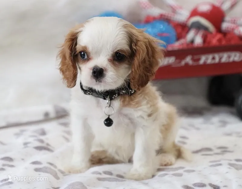 AKC Charlie- Champion Lines – Cavalier King Charles Spaniel puppy for sale in Green Forest, AR