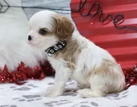 AKC Charlie- Champion Lines, a male Cavalier King Charles Spaniel for sale in Green Forest, AR – Photo 8 of 10
