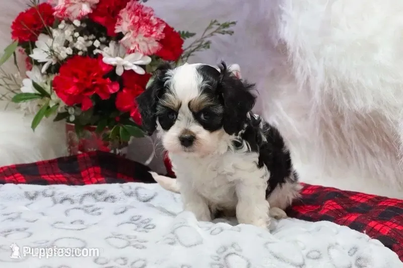 Coming soon  – Cavapoo puppy for sale in Green Forest, AR