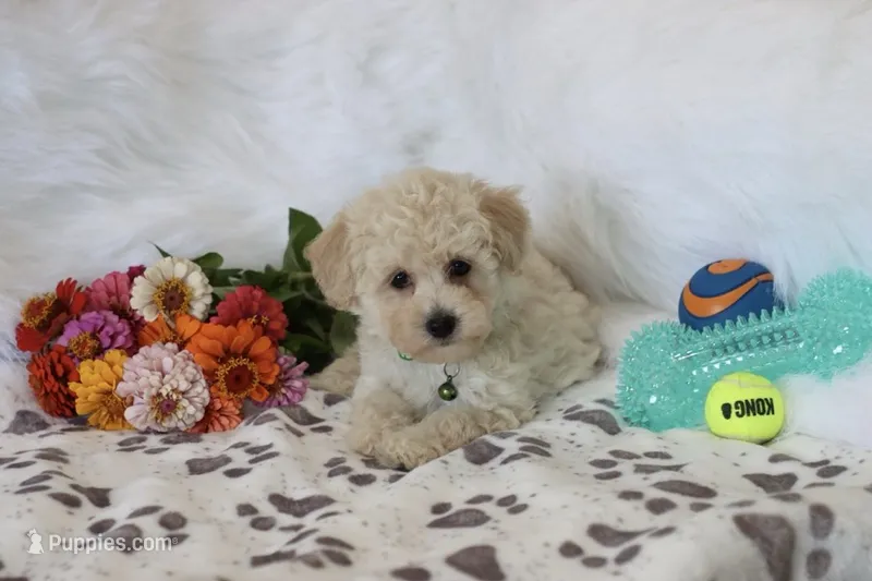 💚 AKC Noah 💚 – Poodle - Miniature  puppy for sale in Green Forest, AR