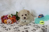 💚 AKC Noah 💚, a male Poodle - Miniature  for sale in Green Forest, AR – 2 of 10