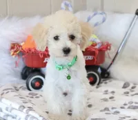 💚 AKC Noah 💚, a male Poodle - Miniature  for sale in Green Forest, AR – 2 of 10