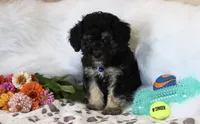 💙 AKC Zion 💙, a male Poodle - Miniature  for sale in Green Forest, AR – 5 of 9