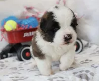 Shiloh , a female Saint Bernard for sale in Green Forest, AR – Photo 3 of 7