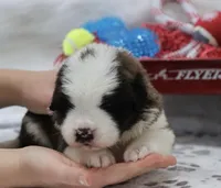 Shiloh , a female Saint Bernard for sale in Green Forest, AR – Photo 5 of 7