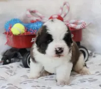 Shiloh , a female Saint Bernard for sale in Green Forest, AR – Photo 6 of 7