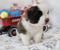 Shiloh , a female Saint Bernard for sale in Green Forest, AR – Photo 2 of 7